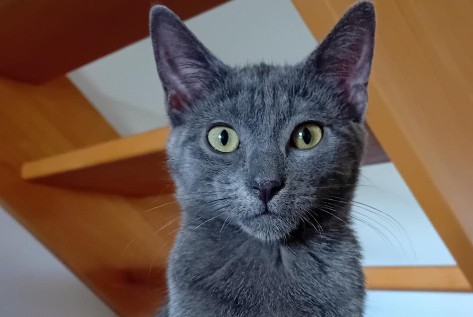 Vermisstmeldung Katze Männliche , 1 jahre Luzy Frankreich