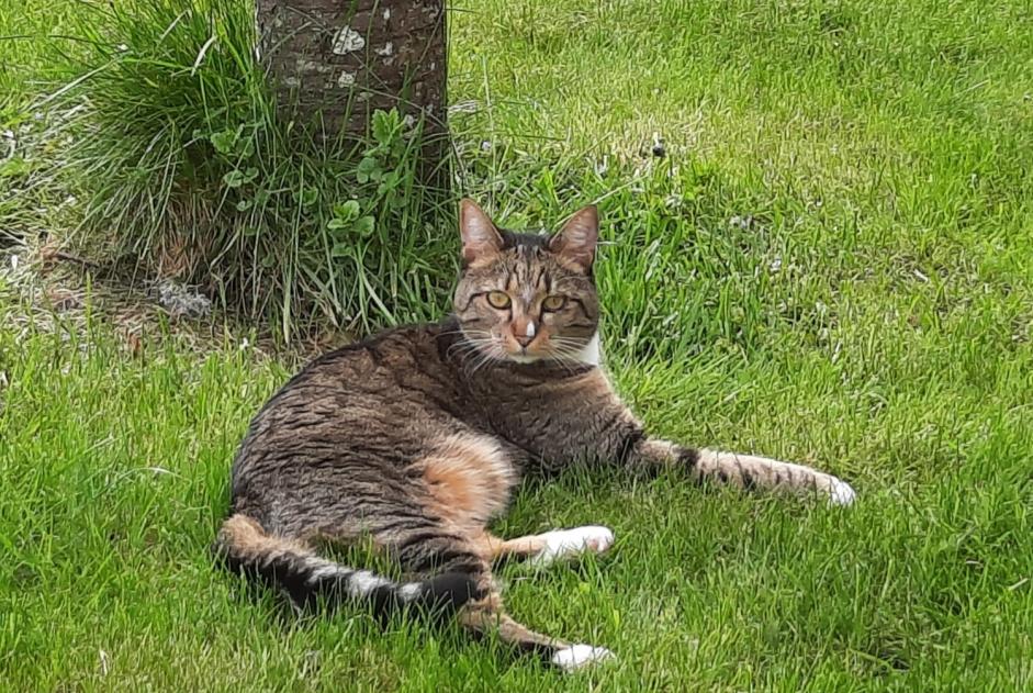 Alerte Disparition Chat croisement  Femelle , 5 ans Marigny-l'Église France