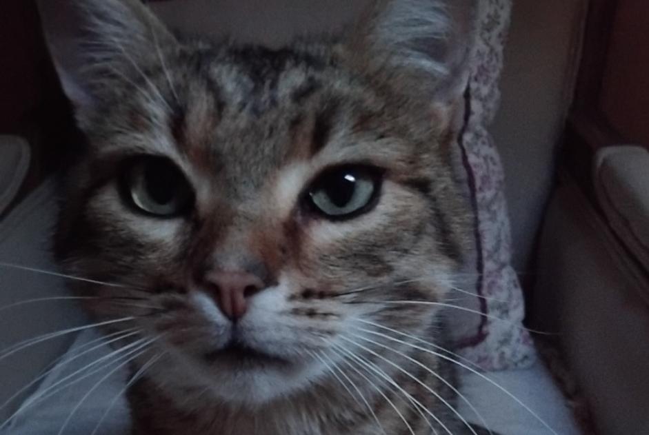 Alerte Disparition Chat croisement  Mâle , 6 ans Dun-les-Places France