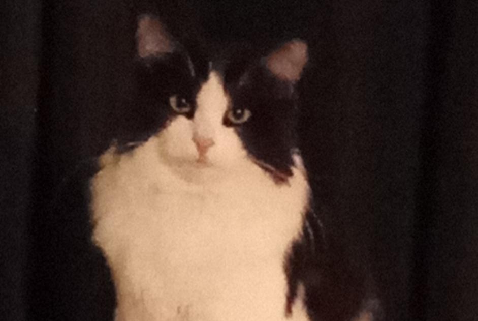 Alerte Disparition Chat  Mâle , 1 ans Saint-Saulge France