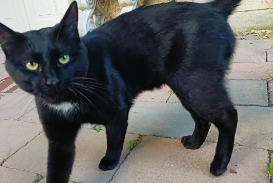 Avviso Ritrovamento Gatto Maschio Montaron Francia Avviso Ritrovamento Gatto Maschio Montaron Francia