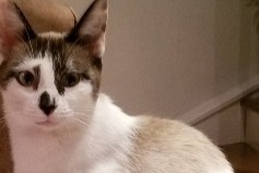 Alerta desaparecimento Gato  Fêmea , 1 anos Decize France